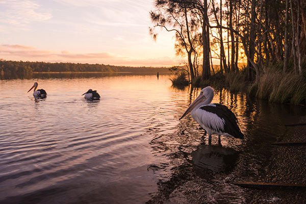 Top Family Touring Itineraries: NSW Mid North Coast - Camper Trailer Australia