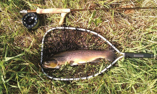 Bacon-Wrapped Trout - Camper Trailer Australia