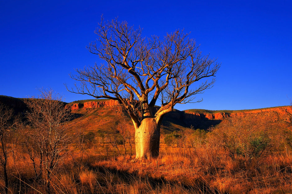 The Mysterious Origins of Boabs and Desert Palms - Camper Trailer Australia