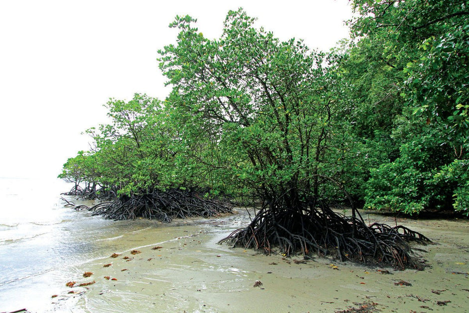 Magic Mangroves - Camper Trailer Australia