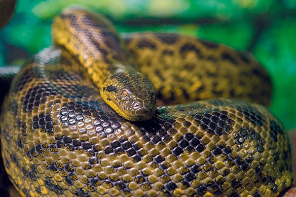 The Perils of Camping: Dealing with Snakes! - Camper Trailer Australia