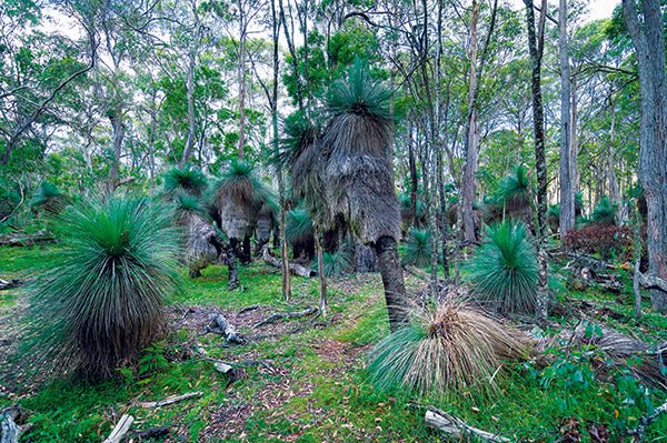 Coolah Tops National Park, NSW - Camper Trailer Australia