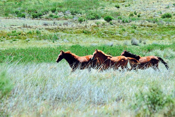 Horse culling in Victoria's High Country - Camper Trailer Australia