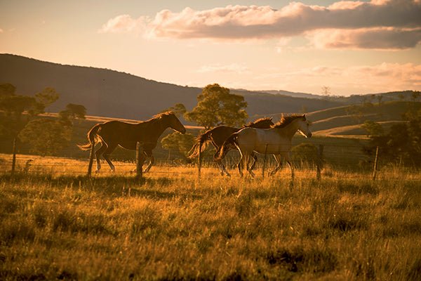 Turon River, NSW - Camper Trailer Australia