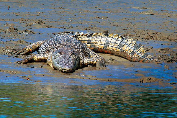 Krys the Crocodile - Camper Trailer Australia