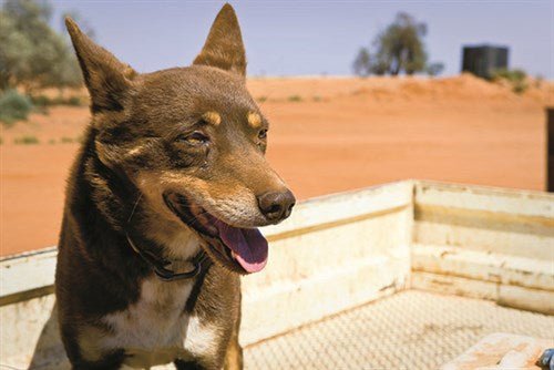 Australia’s working dogs - Camper Trailer Australia