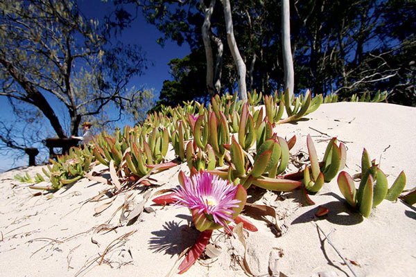 Burrum Coast National Park, QLD - Camper Trailer Australia