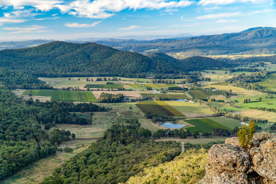 6 Must-Try Unique Grape Varietals - Camper Trailer Australia