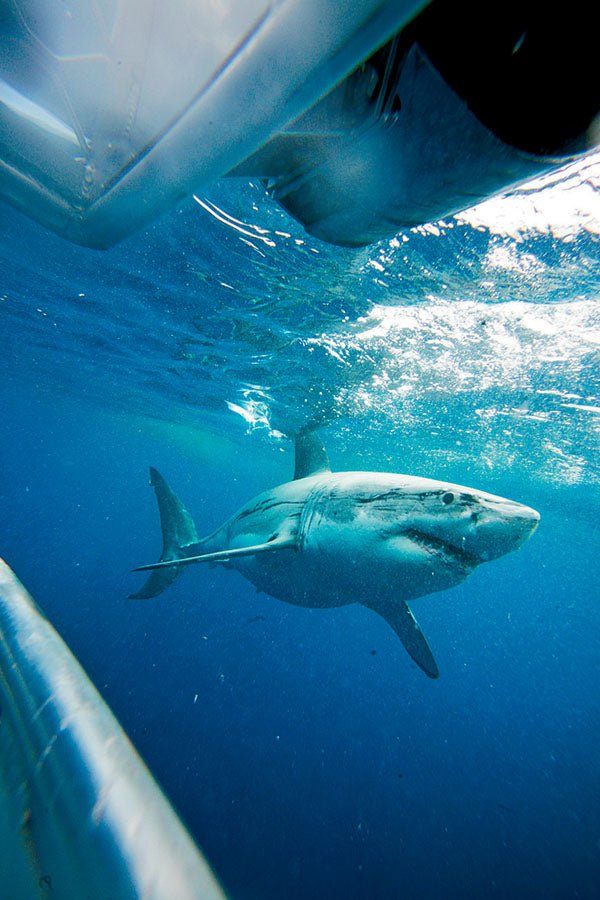 Australia’s Marine Life up Close - Camper Trailer Australia