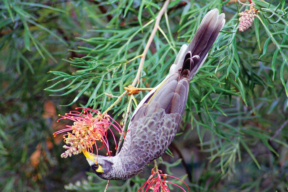 One for the Birds - Camper Trailer Australia