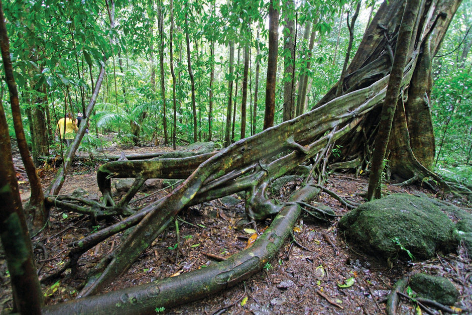 Princely Cape York Peninsula - Camper Trailer Australia