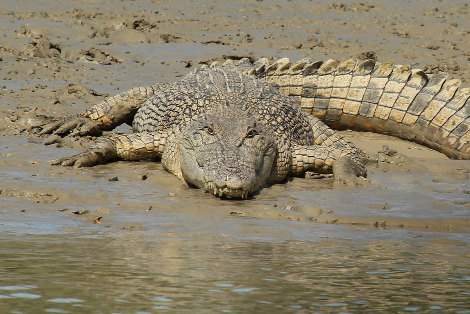 Cobourg Peninsula Key in Fight for Croc Safety - Camper Trailer Australia