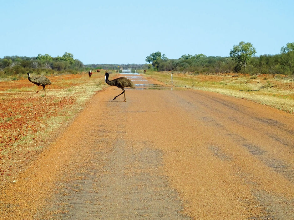 Navigating Australia’s wildlife: Safety tips for encounters - Camper Trailer Australia