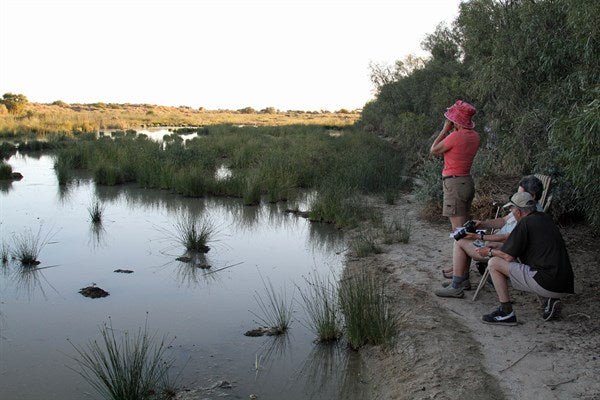 Aussie Critters - Camper Trailer Australia