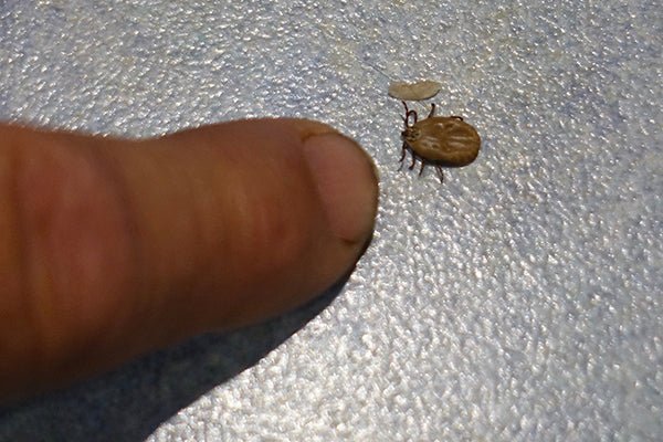 Dealing with Ticks