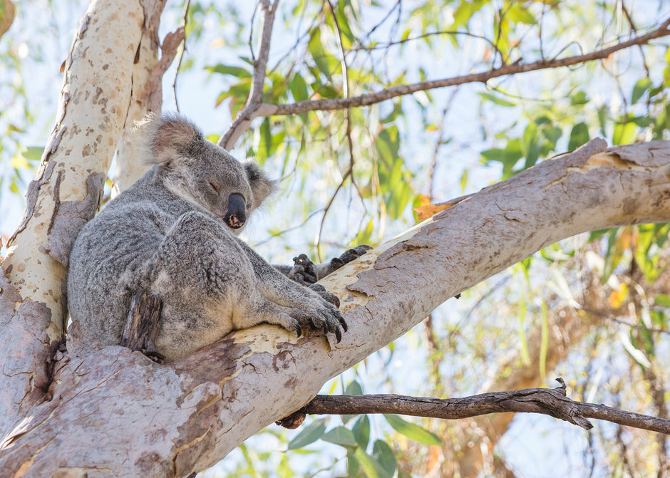 Summer Holiday Destination - Magnetic Island, QLD - Camper Trailer Australia