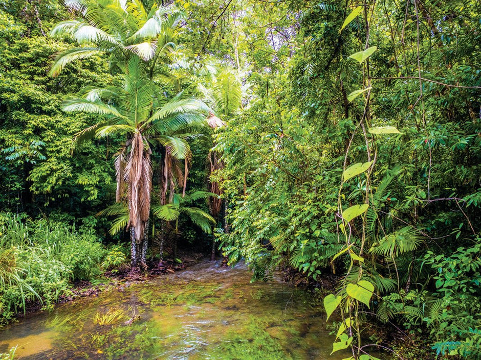 A Taste of the Tropics - Camper Trailer Australia